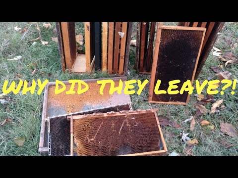 🔵Why do bees leave/abscond in fall and leave their honey?