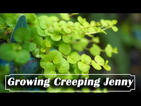 How to Grow Creeping Jenny