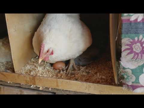 Chicken Egg Collecting Daily Routine