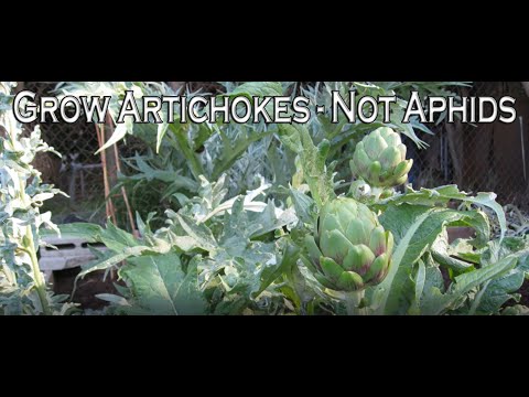 Grow Artichokes Without Aphids - Start to Finish