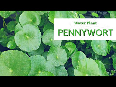 Aquatic Plant - Pennywort • Hydrocotyle