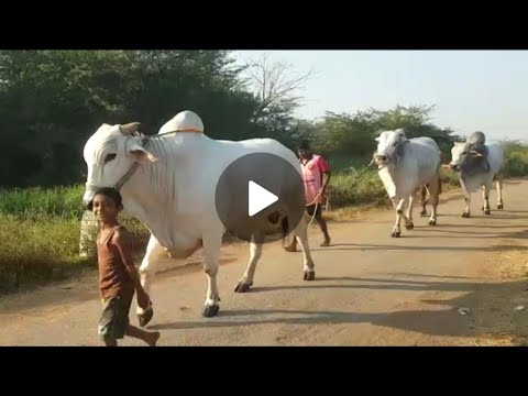 👍Wonderful Parade of Majestic #Ongole #Breed Bulls in Andhra Pradesh.👍