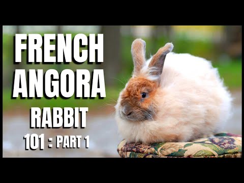 French Angora Rabbit 101: Part 1