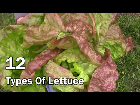 Comparing 12 Types of Lettuce - And My Top 5 Favorite Varieties To Eat