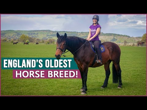 Riding the Cleveland Bay Horse in the UK!