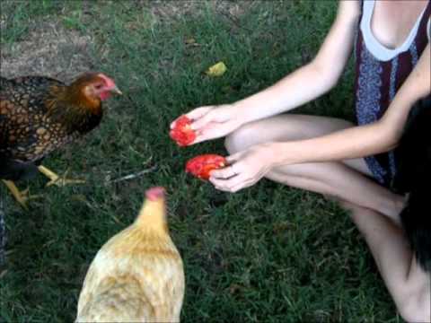 How fast can chickens eat a tomato?