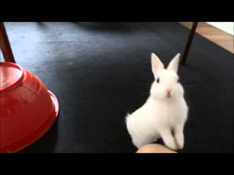 How to train a bunny
