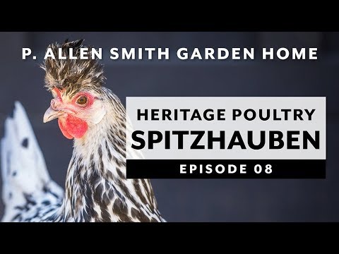 Heritage Poultry | Appenzeller Spitzhauben: Garden Home VLOG (2019) 4K