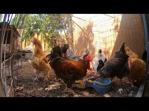 Chickens Eating Peaches On a Hot Summer Day In San Diego!