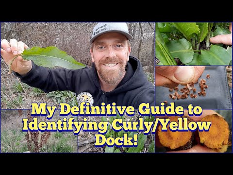 My Definitive Guide to Identifying Curly/Yellow Dock