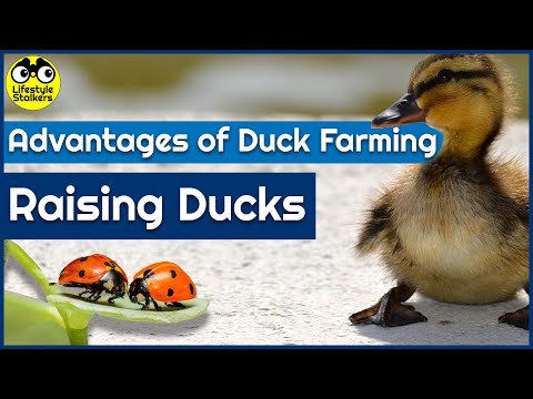Raising Ducks - 12 Advantages of Duck Farming