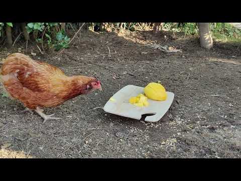 Chickens eating mango
