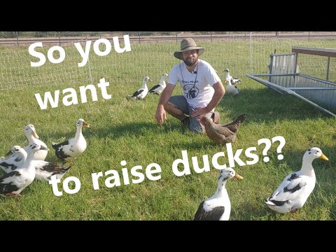 How to: Five tips for raising healthy Ancona ducks