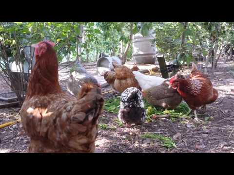 Chickens Eating Spinach!