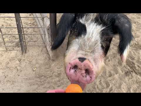 Angry pigs chase me for oranges