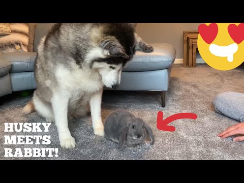 Husky Meets Baby Rabbit For The First Time &amp; Thinks It’s Her Puppy!! [CUTEST REACTION EVER!]