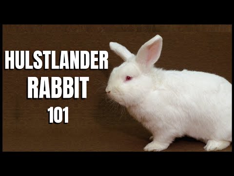 Hulstlander Rabbit 101