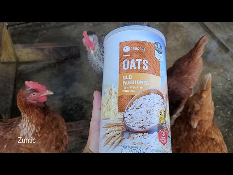 Chickens try old fashioned rolled oats. Will chickens eat old fashioned rolled oats?