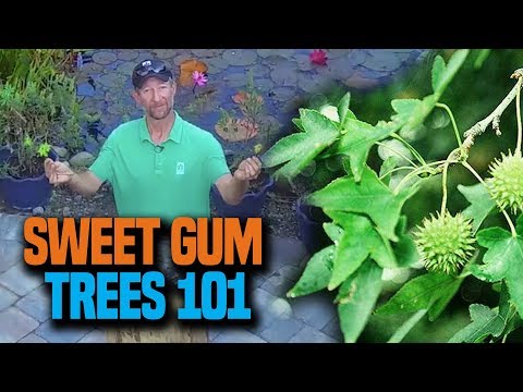 All about Sweet Gum Trees