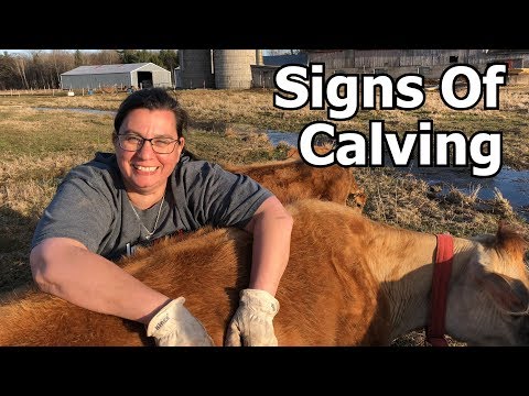 Signs Of Calving