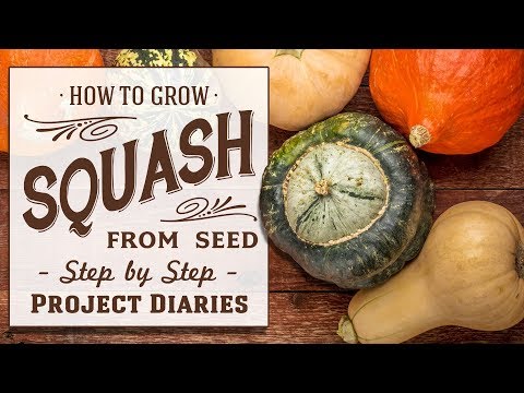 ★ How to Grow Squash from Seed (A Step by Step Guide)