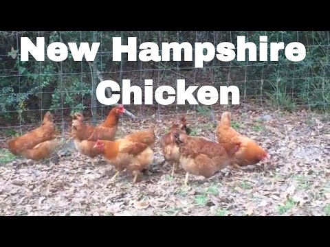 Chicken Breed Analysis: New Hampshire