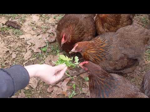 Can Chickens Eat Arugula?