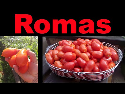 Planting Roma Tomatoes The Right Way