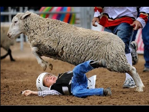 When Angry Sheep Attack Compilation