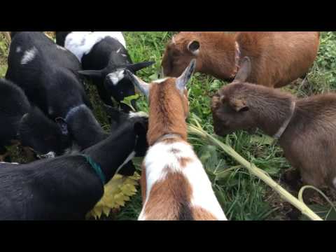 Goats Finally get to eat sunflower garden!