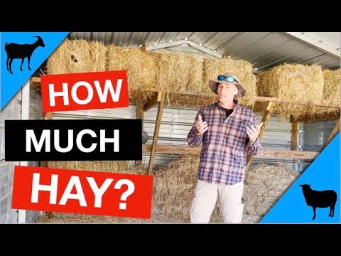 How Much Hay Do Goats and Sheep Need?