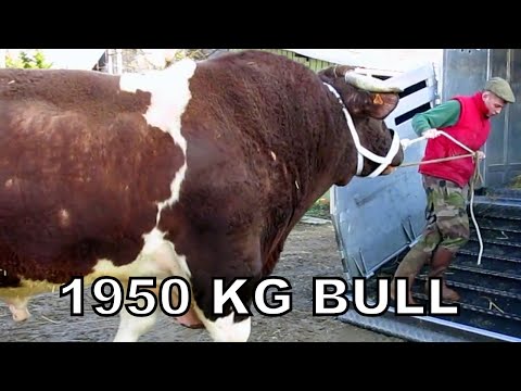 Heaviest Bull In The World | 1950kg Bull named Fetard | Rouge des Pres breed