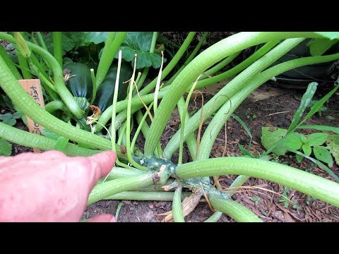 How to Manage Pests &amp; Diseases on Squash &amp; Zucchini Plants: Vine Borers, Hydrogen Peroxide, Mildew