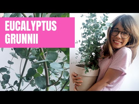 Eucalyptus plant care - Eucalyptus Gunnii Azura