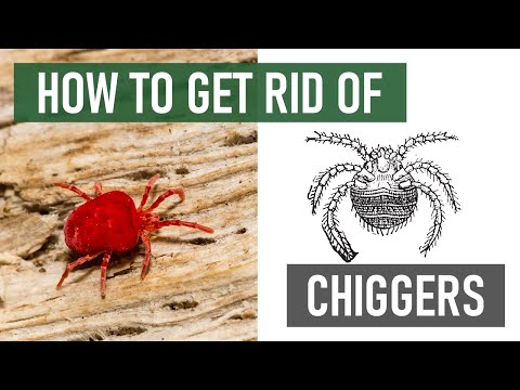 How to Get Rid of Chiggers (Red Bugs, Harvest Mites, Berry Bugs)