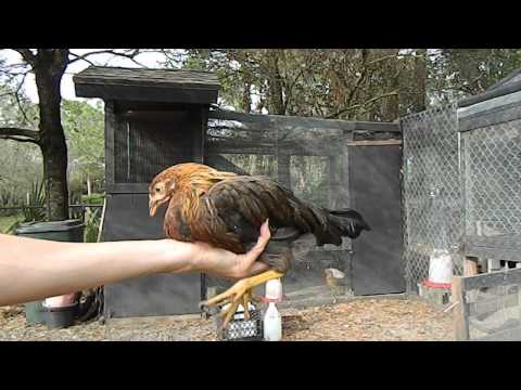 How to tell a hen from a rooster with 2 month old chicks chickens