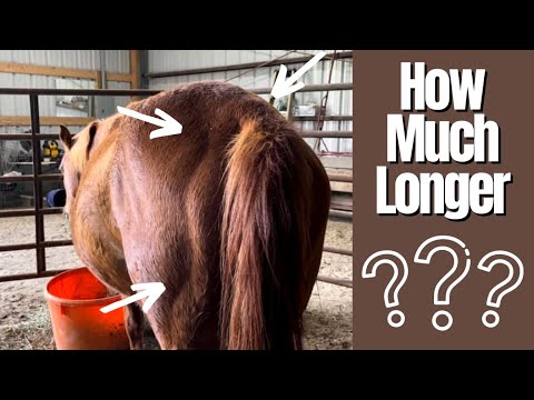 FOAL WATCH - How Can You Tell If Your Mare Is Close To Foaling? - 2-23-2022