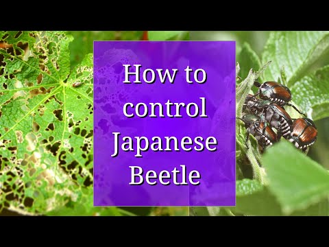 How to Control Japanese Beetle