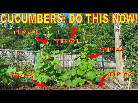 Your Cucumbers Will LOVE You For This: 5 Things To Do NOW!