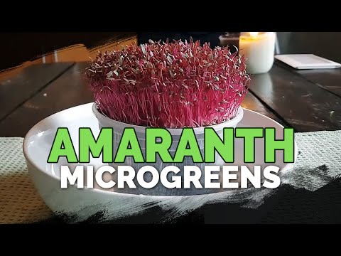 How to Grow Amaranth Microgreens Fast and Easy