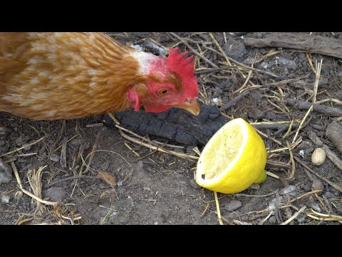 Chickens EATING Super Sour Lemon