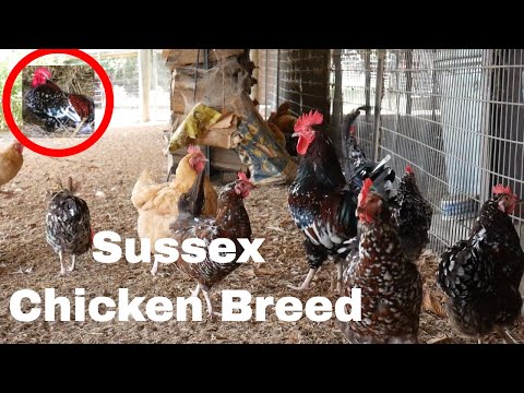 Chicken Breed Analysis: Sussex