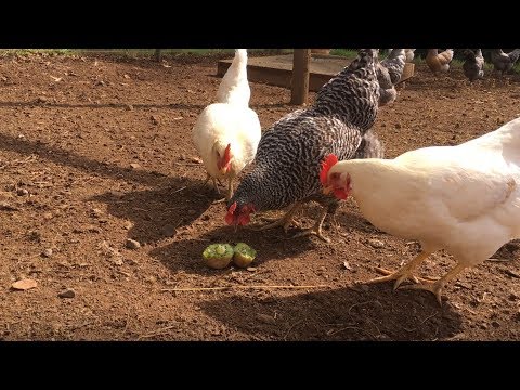Chickens and a Kiwi