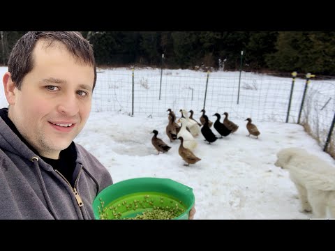 The Special Food I Feed Ducks in Winter