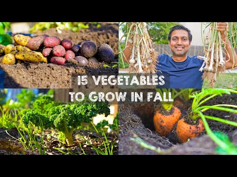 15 Vegetables YOU MUST Grow in FALL or AUTUMN