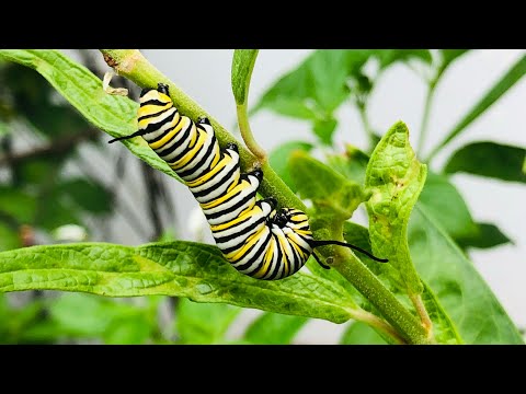 Get MORE CATERPILLARS! 🐛 | 5 Butterfly Garden Host Plants | Butterfly Garden Basics