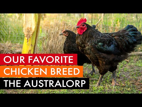 Our favorite chicken breed, the Australorp