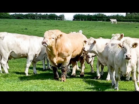 Charolais bull doesn&#039;t like to waste any time with the cows, starts the action within a minute