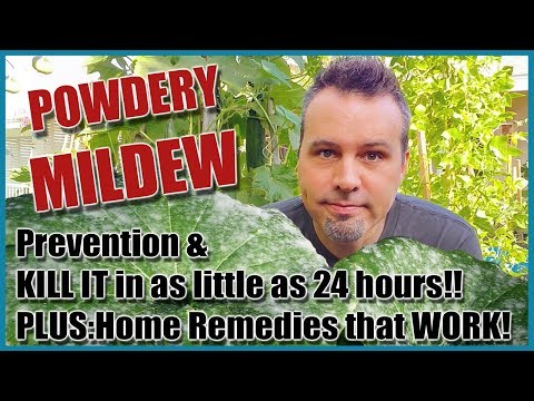 Prevent &amp; Treat Powdery Mildew and 4 Home Remedies that Work!!