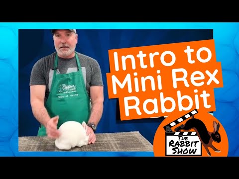 The Mini Rex Rabbit by Niles Boulier